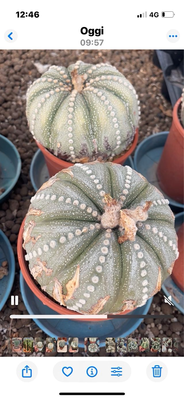 Astrophytum Asterias - Semi 1991