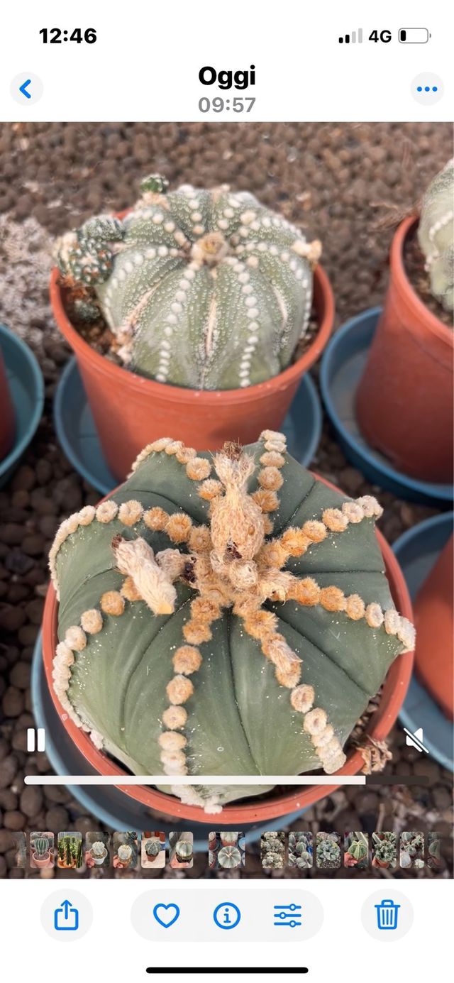 Astrophytum Asterias - Semi 1991