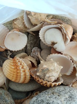 Conchiglie e pietre decorative