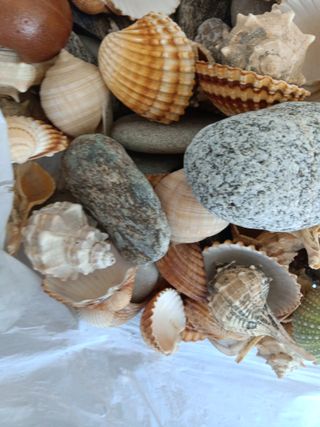 Conchiglie e pietre decorative