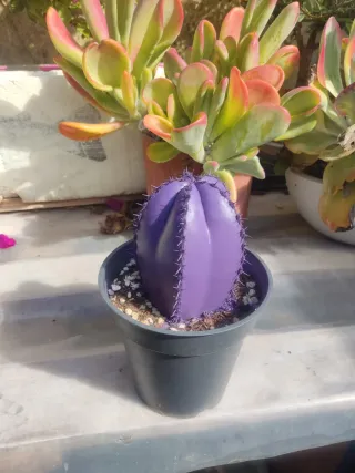 Cactus morado en maceta