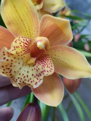 1 Mudas de Orquídea com 3-4 Bolbos Floridos