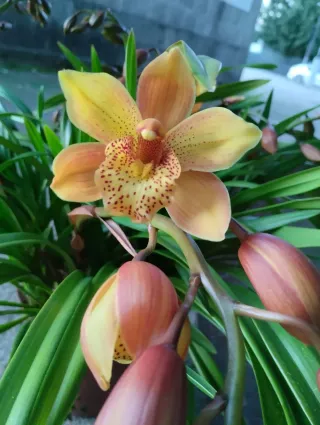 1 Mudas de Orquídea com 3-4 Bolbos Floridos