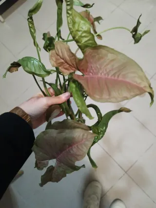 Planta Syngonium Pink