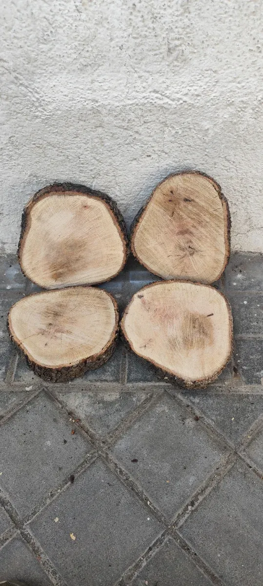 Rodajas de madera de encina