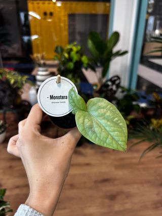 Monstera Amydrium Medium Silver