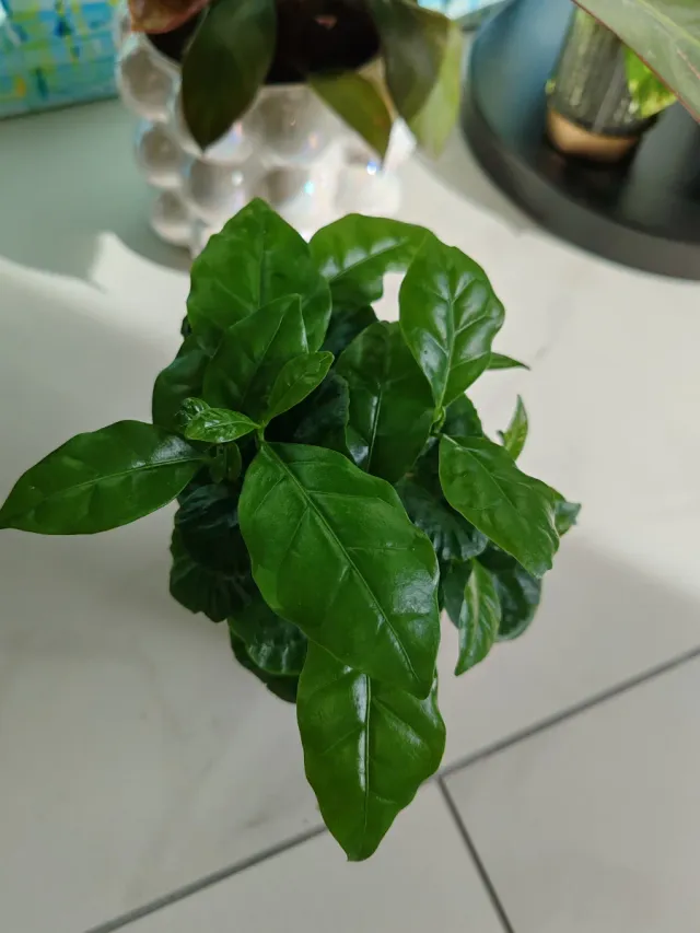 Piantina Caffè Arabica