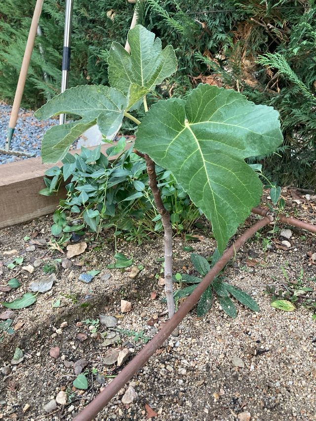 Higuera joven sin maceta