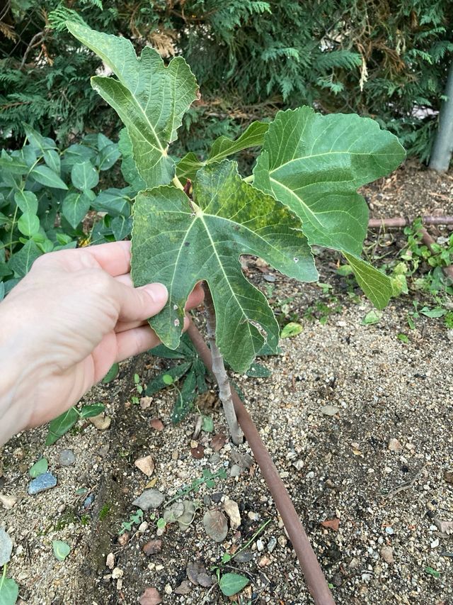 Higuera joven sin maceta