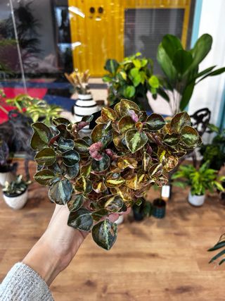 Peperomia Creme Brulee 