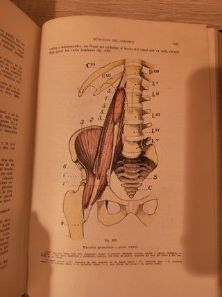 Anatomia Humana