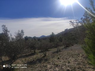 Finca Olivos en Producción