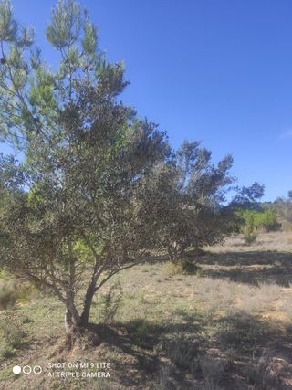 Finca Olivos en Producción