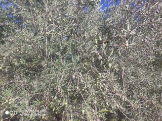 Finca Olivos en Producción