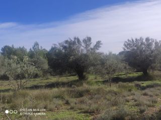 Finca Olivos en Producción