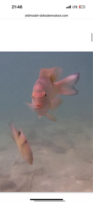 Cámara de acción acuática 4K WiFi