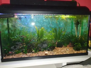 Urnas acuario cristal peceras 60e las 4