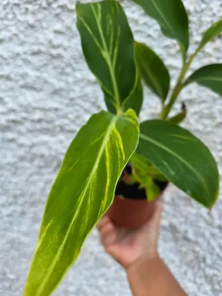 Alpinia Zerumbet Planta Veteada