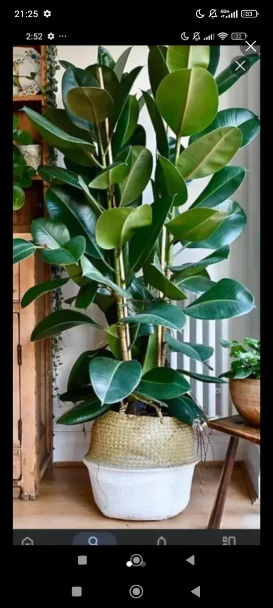Planta Ficus en maceta decorativa