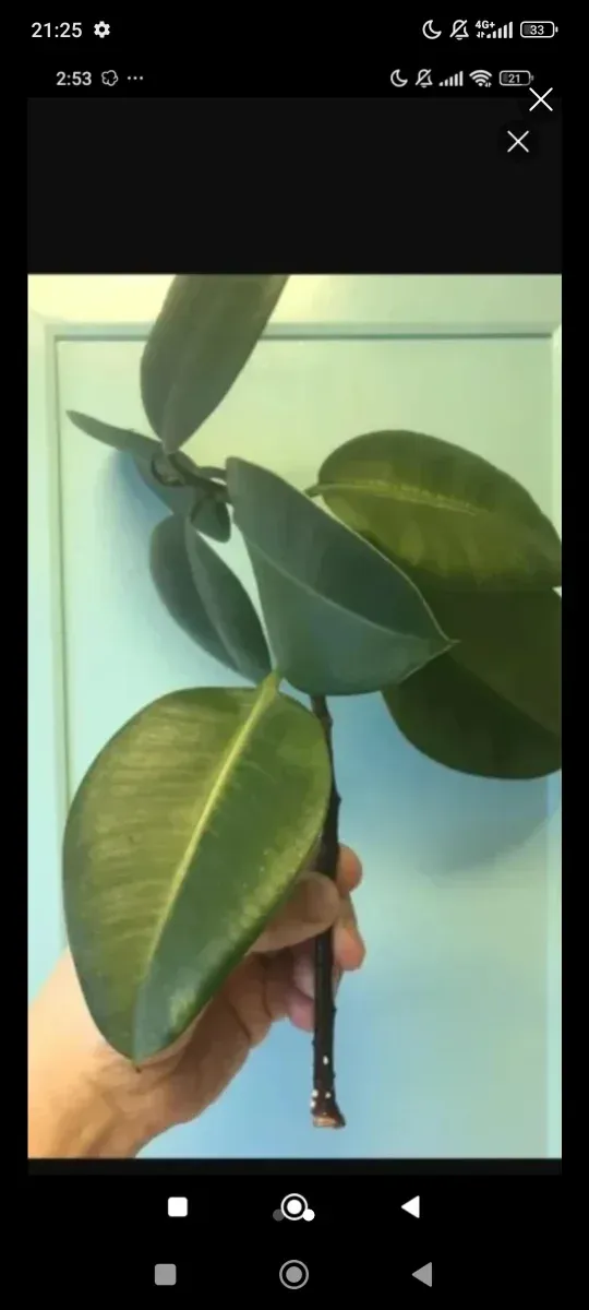 Planta Ficus en maceta decorativa