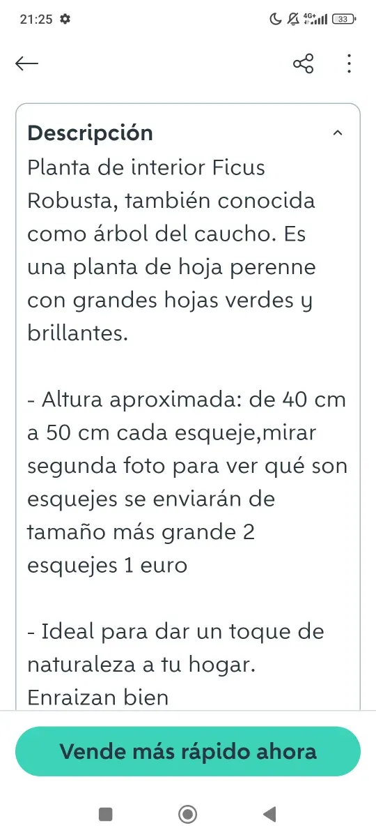 Planta Ficus en maceta decorativa