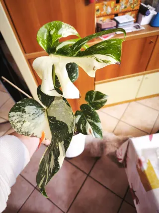 Monstera Thai Constellation