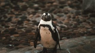 Fotógrafo o videógrafo, con dron