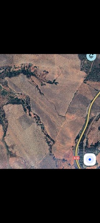1000 olivos de riego cerca de Beas de Segura