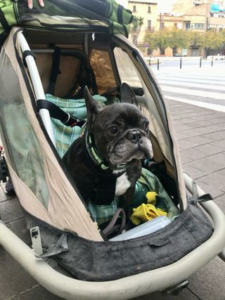 Remolque de bicicleta para mascotas.