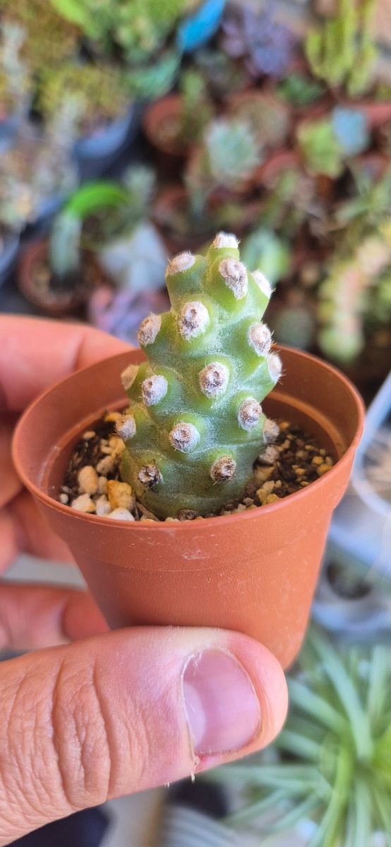 Thelocactus molinensis