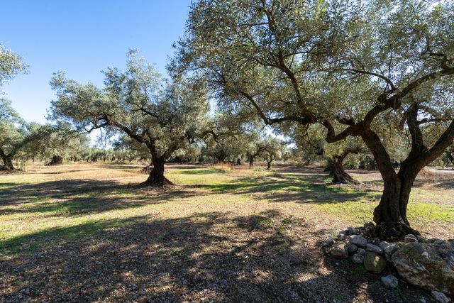 Finca de olivos con buen acceso