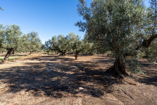 Finca de olivos con buen acceso