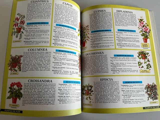 EL EXPERTO en plantas de interior