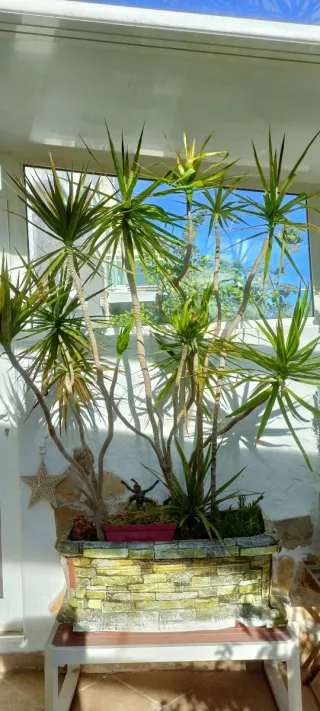 Planta Drácena preciosa