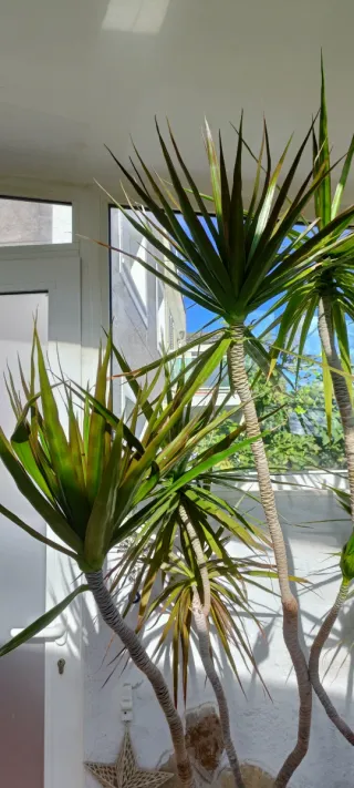 Planta Drácena preciosa