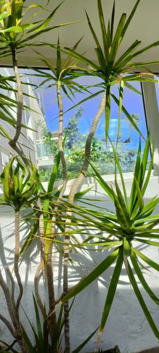 Planta Drácena preciosa