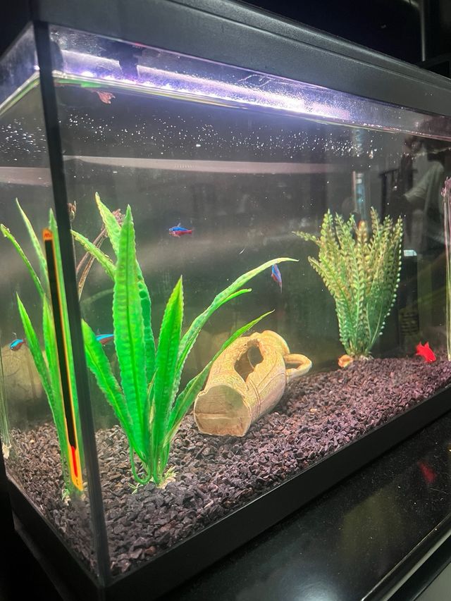 Acuario 60L con filtro de mochila