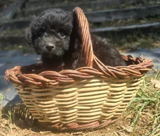 Transporte de animales puerta a puerta toda España