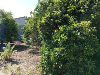 Terreno en venta en Alguazas