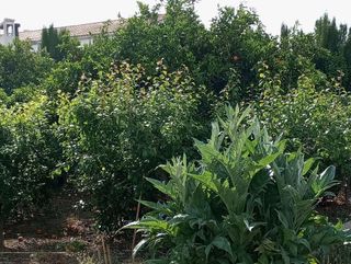 Terreno en venta en Alguazas