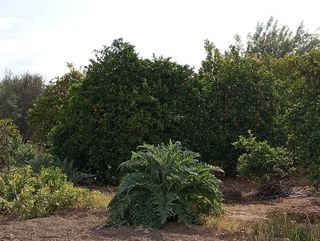 Terreno en venta en Alguazas