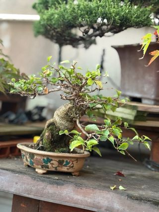 Bonsai Shohin Arce Nioi