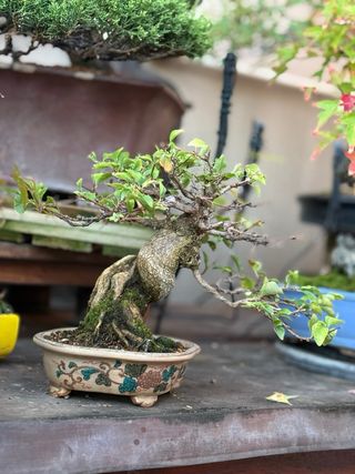 Bonsai Shohin Arce Nioi