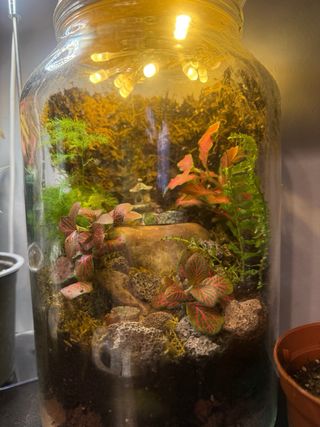 Terrario de cristal con plantas