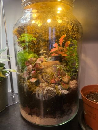 Terrario de cristal con plantas
