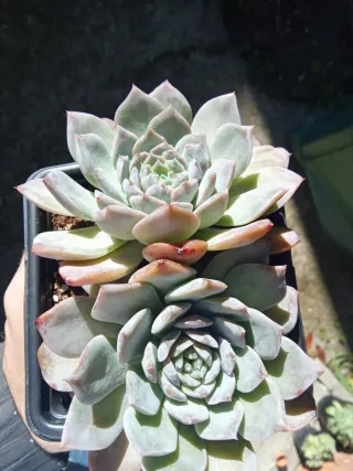 Echeveria Beauty Peach piante grasse