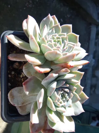 Echeveria Beauty Peach piante grasse