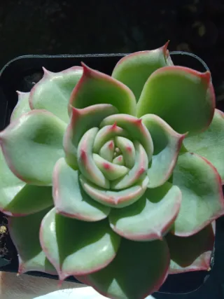 Echeveria Jasmine Piante grasse Succulenta