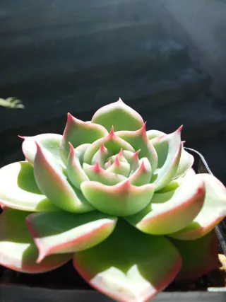 Echeveria Jasmine Piante grasse Succulenta
