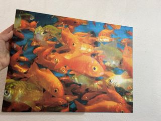 Cuadro Decorativo Peces Naranja y Azul